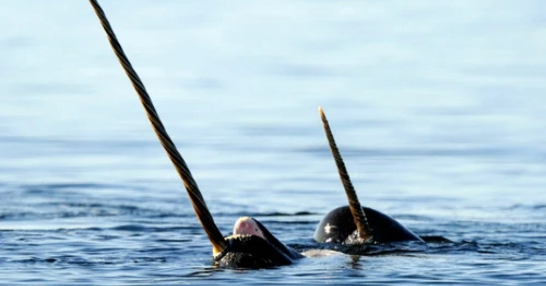 narwhal