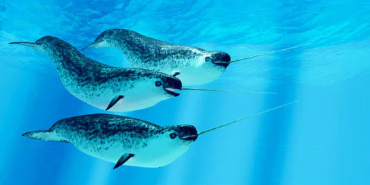 narwhals