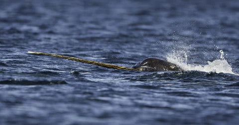 narwhal