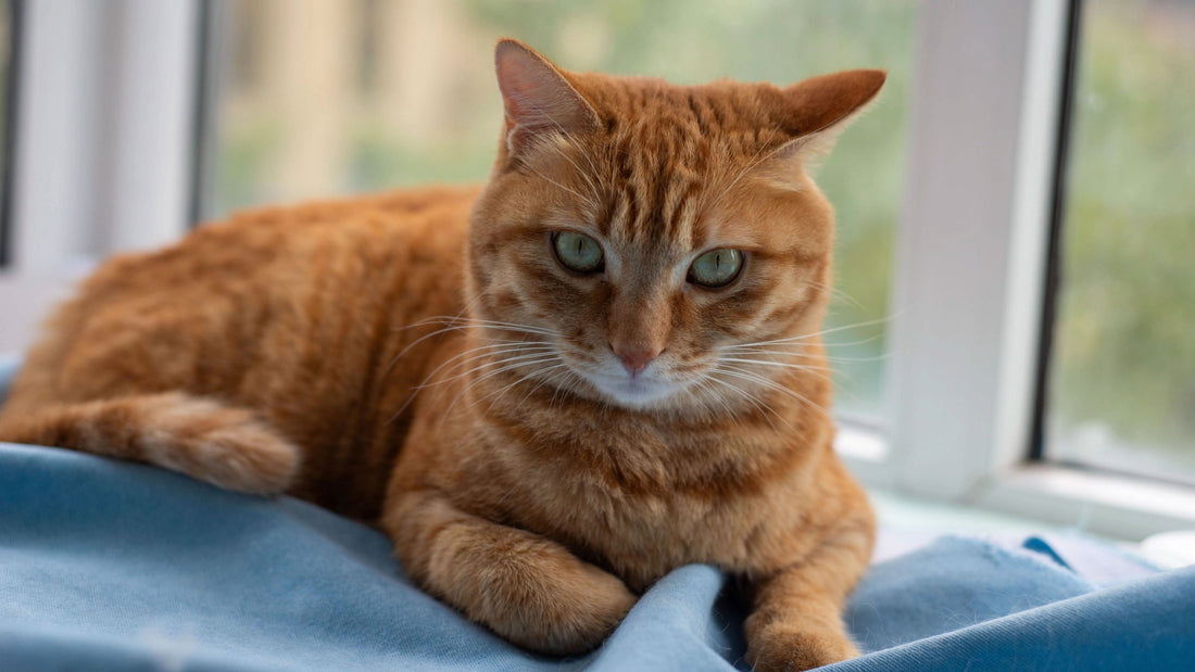 20 Cat Jokes That Are Paws-itively Hilarious