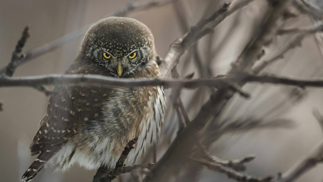 owl