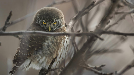 owl