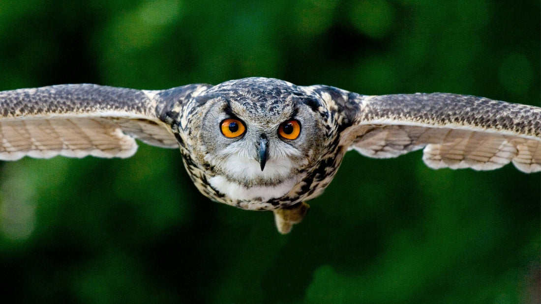 owl