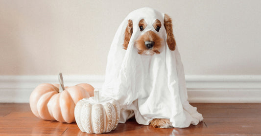 dog in ghost costume