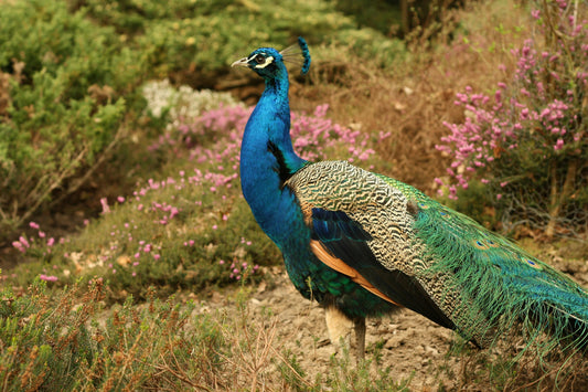 peacock