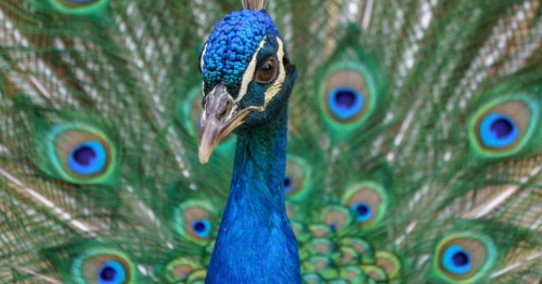 peacock