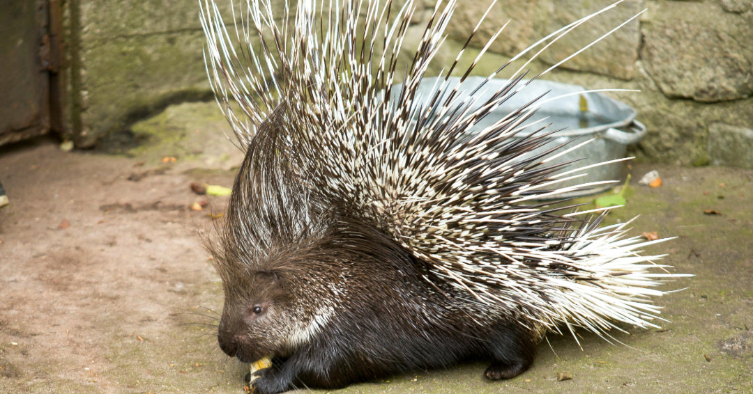 porcupine