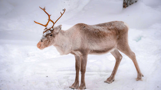 reindeer