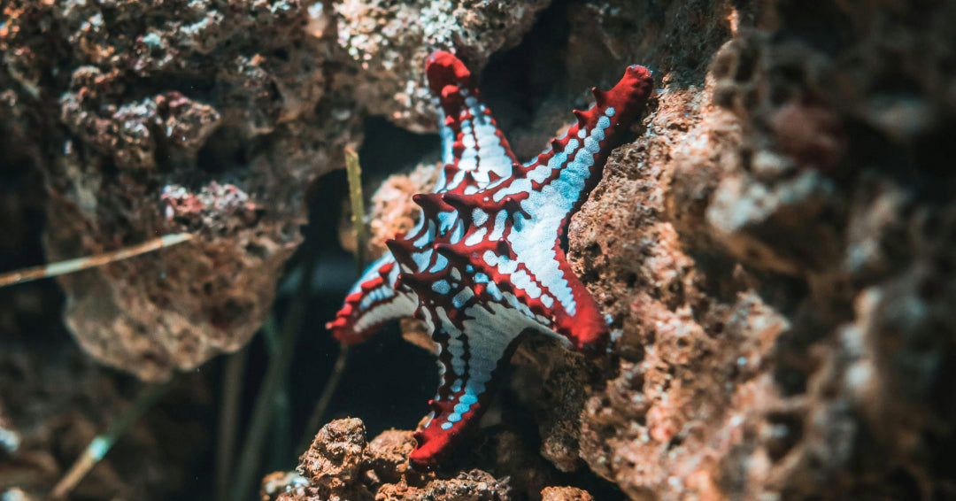 sea star