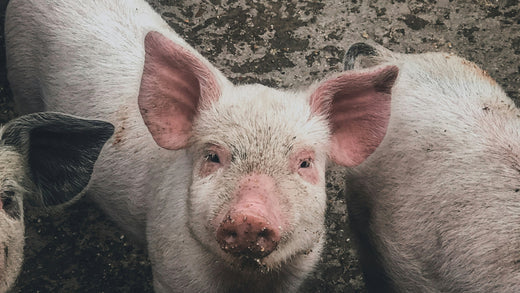 pig