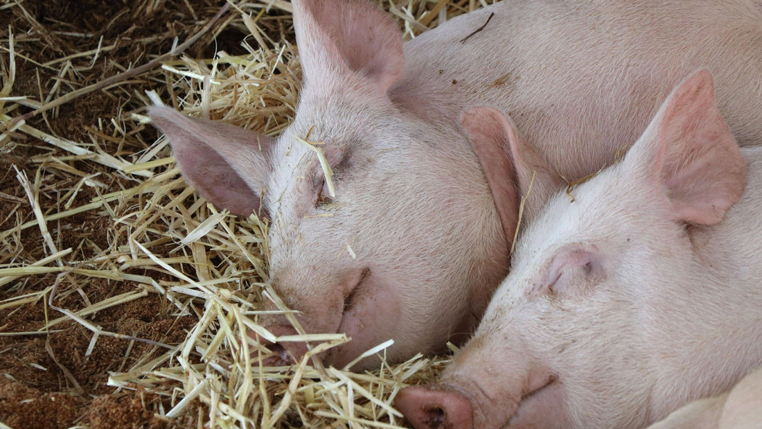 pigs