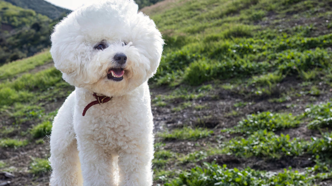 poodle