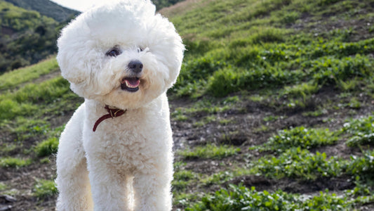 poodle
