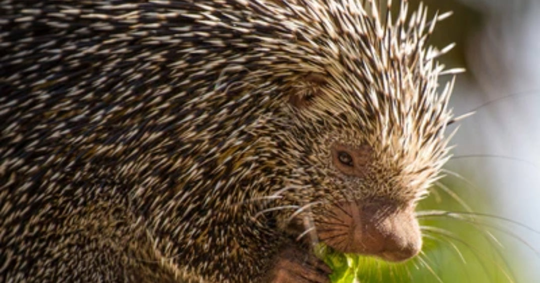 porcupine