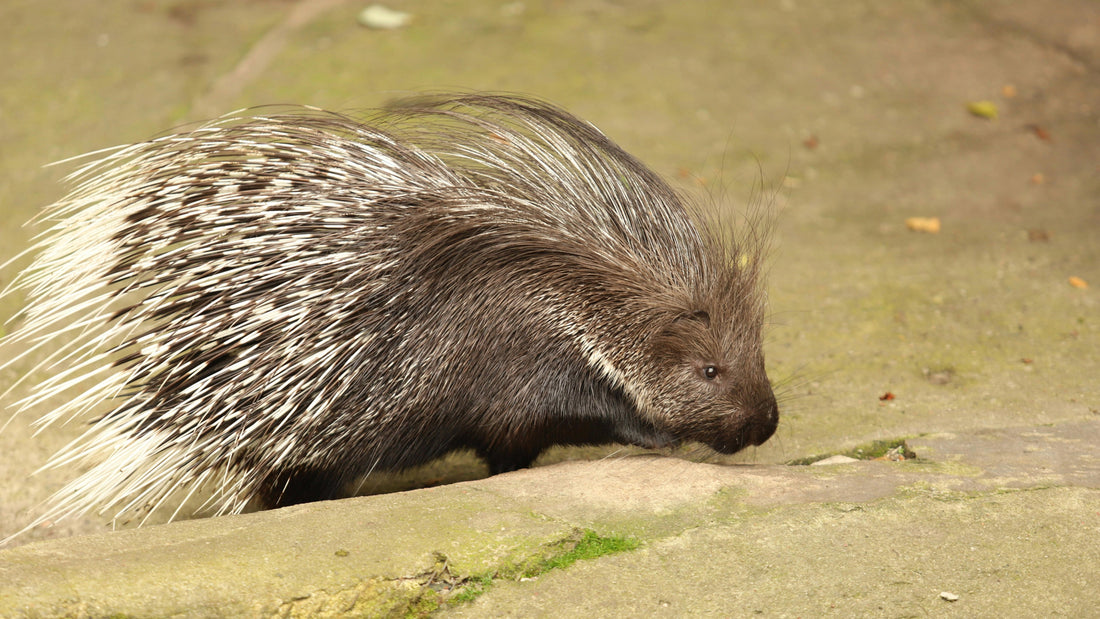 porcupine