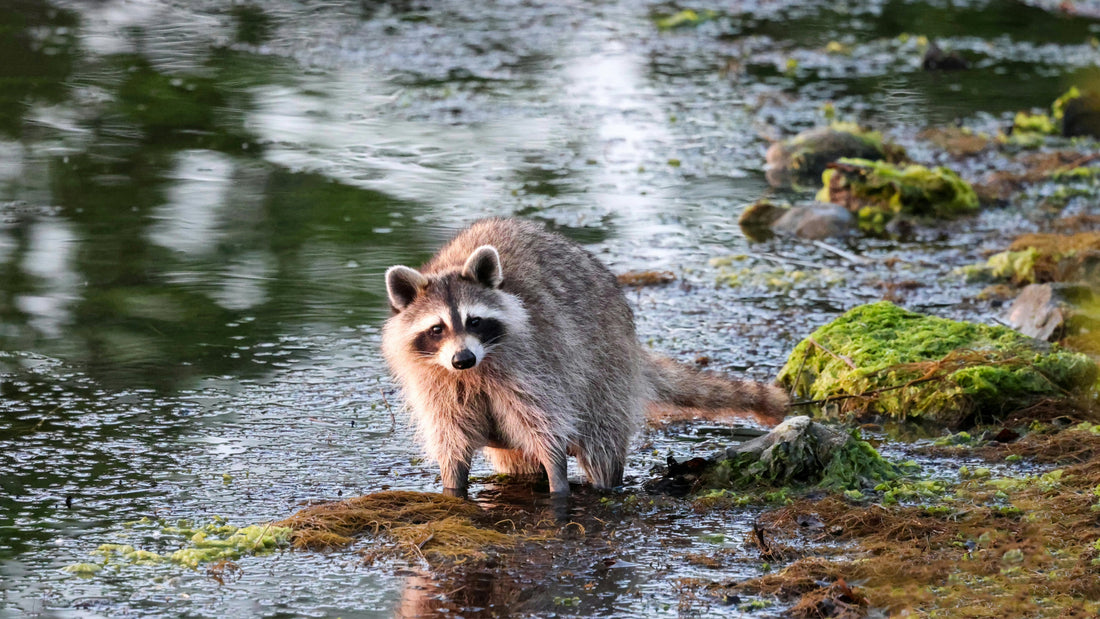 raccoon
