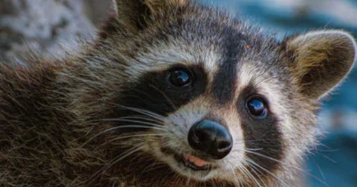 raccoons