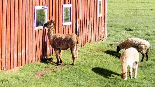 red barn with farm animals
