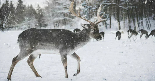 reindeer