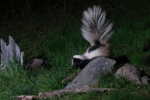 15 Stinky Kids' Skunk Books