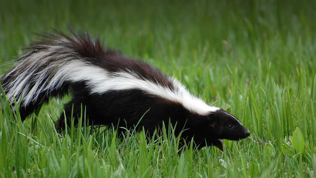 skunk