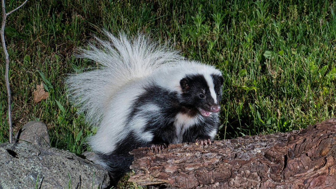 skunks