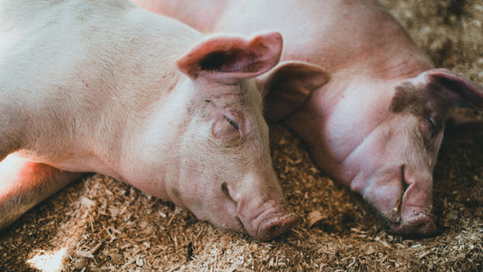 sleeping pigs