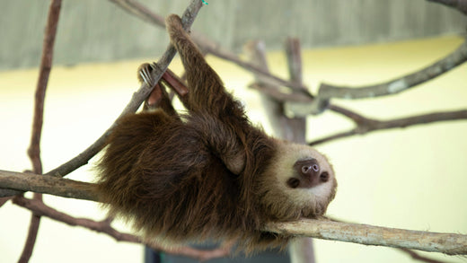 sloth