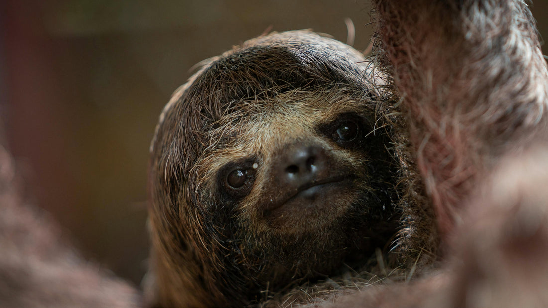 sloth