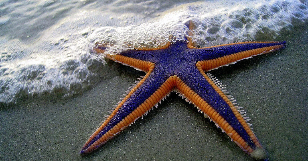 starfish