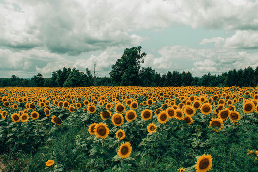 sunflower-field