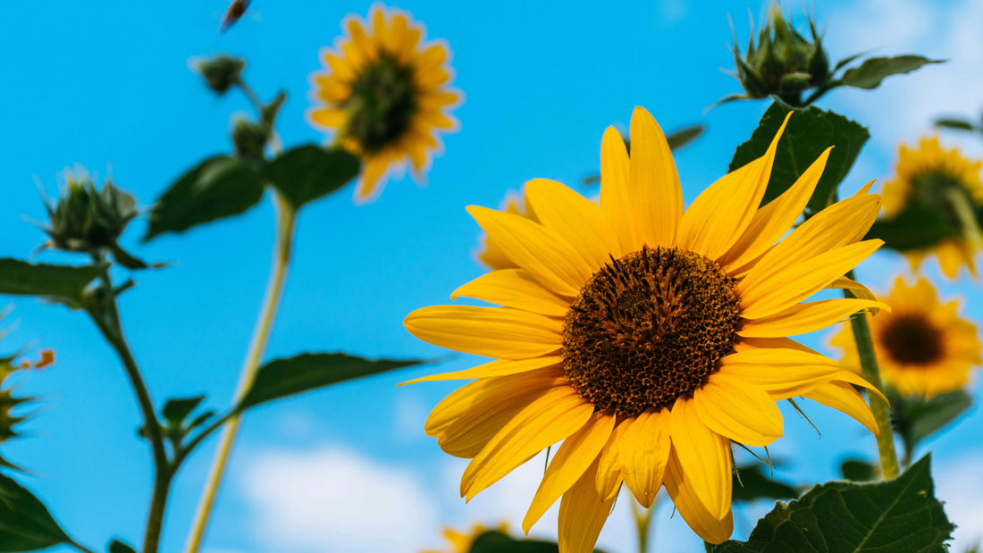 sunflower