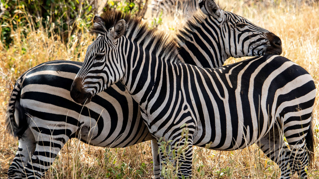 zebra