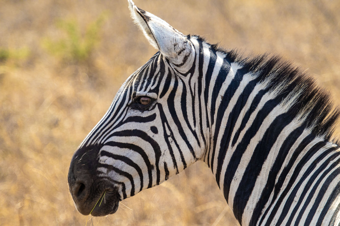 zebra