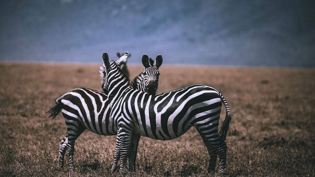 zebras
