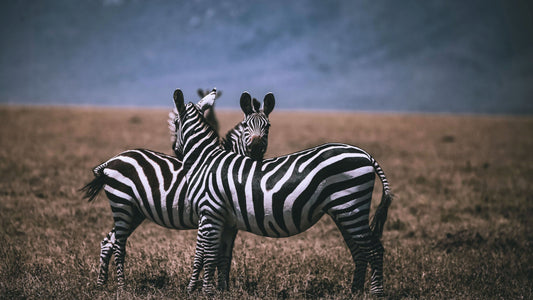 zebras