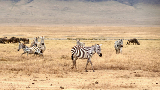 zebras in the sahara